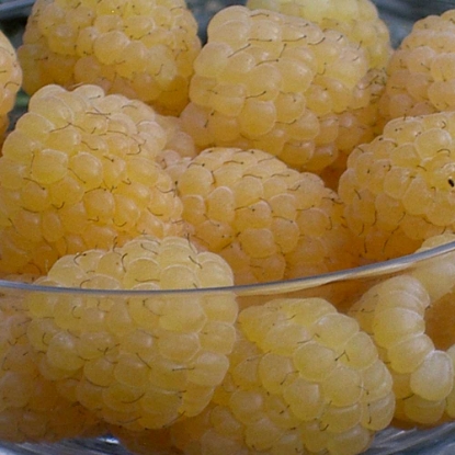 Picture of Raspberry Canes - All Gold - November 2025 Delivery